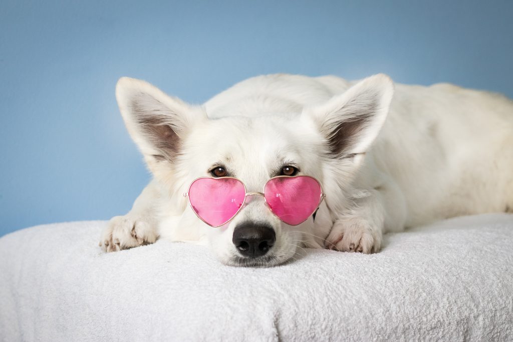 Perro con gafas rosas con forma de corazón